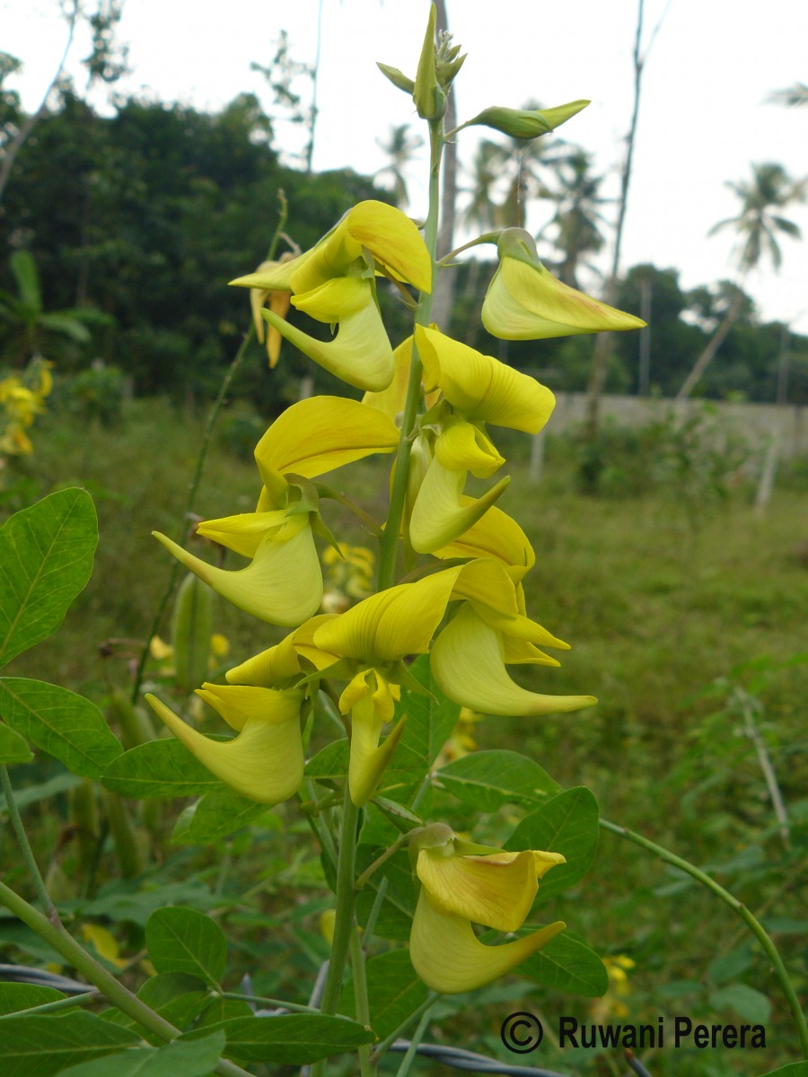 Crotalaria laburnifolia L.